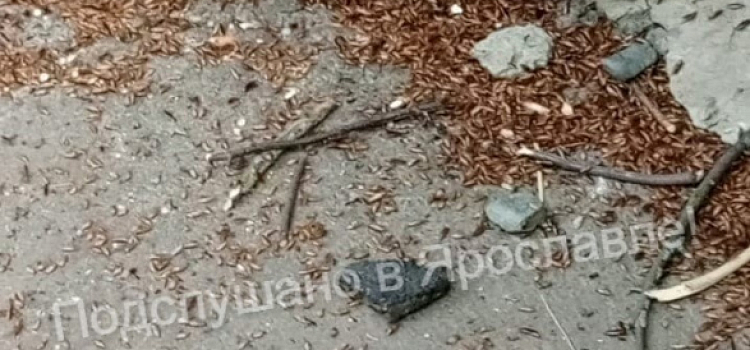 «Они падают на голову»: ярославский дом атаковали полчища тараканов