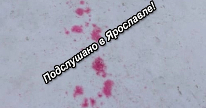 В Ярославле зоозащитники предупредили об активизации догхантеров