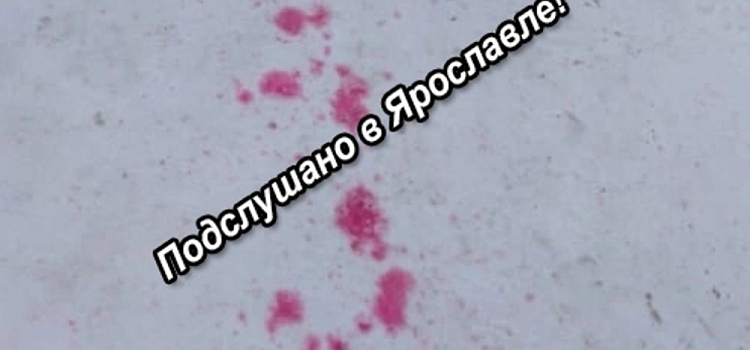 В Ярославле зоозащитники предупредили об активизации догхантеров
