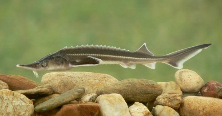 Мэрия Ярославля закупит стерлядь на 760 тысяч рублей, чтобы компенсировать ущерб экологии от ремонта моста через Которосль