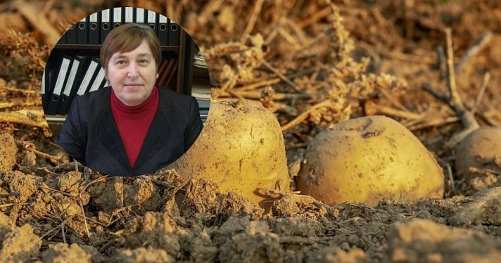 Когда сажать картофель: лунный календарь и советы агронома