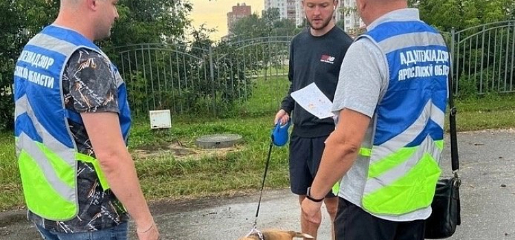 Выгуливали без поводка и не убирали за питомцами: в Ярославле оштрафовали 12 собачников_279171