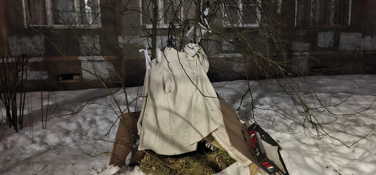 Забился в шалаш, словно ища укрытие: в Ярославле спасли пса, жестоко избитого неизвестным