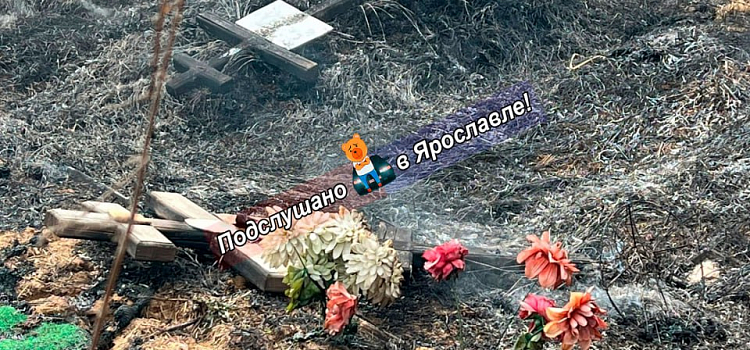 В Ярославле загорелось Осташинское кладбище_294838