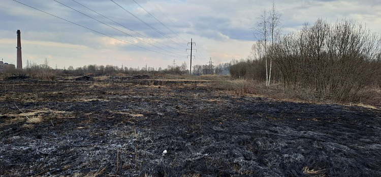 Горящая сухая трава в поле едва не уничтожила дома в дачном поселке под Ярославлем_237258