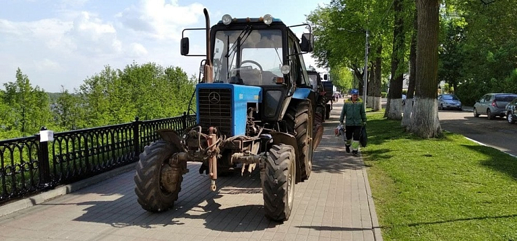 В Ярославле массово вырубают старые деревья