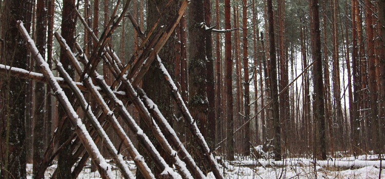 Таинственные находки в Яковлевском бору: что прячется среди сосен?