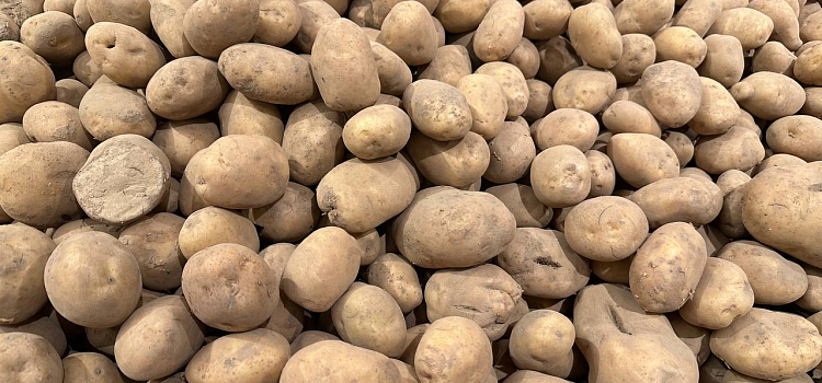 Новогодний стол — 2023: сколько тысяч придется потратить на продукты в этом году?_229893