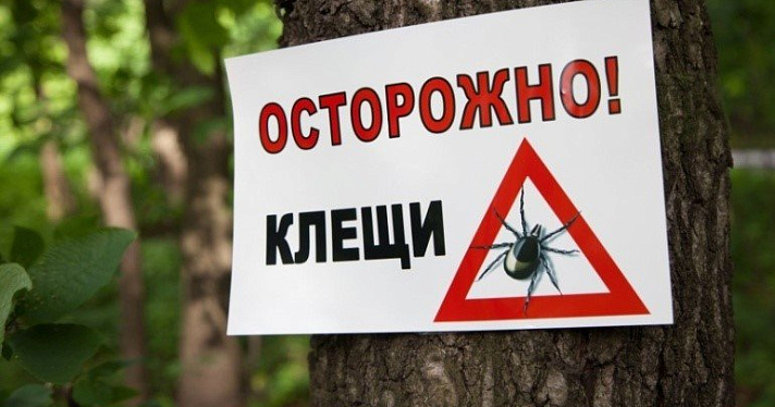 За майские праздники от укусов клещей пострадали 536 ярославцев