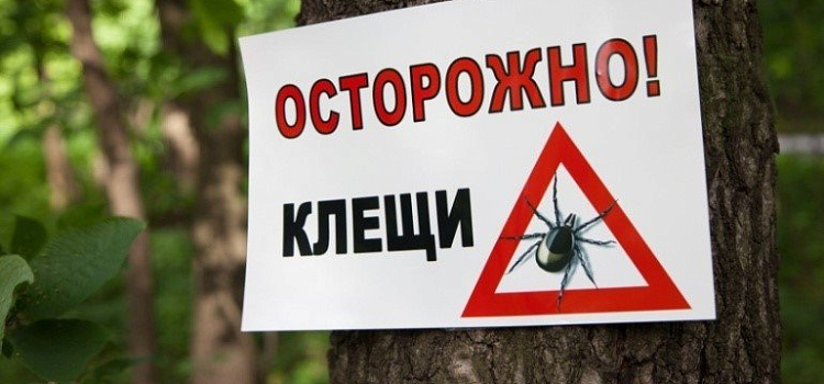 За майские праздники от укусов клещей пострадали 536 ярославцев
