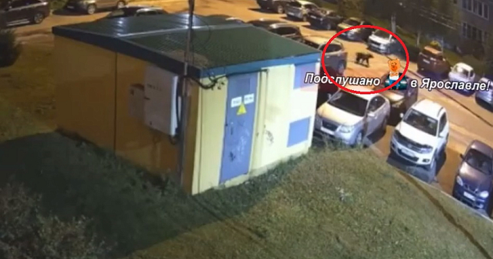 В Дзержинский район Ярославля забрёл медведь
