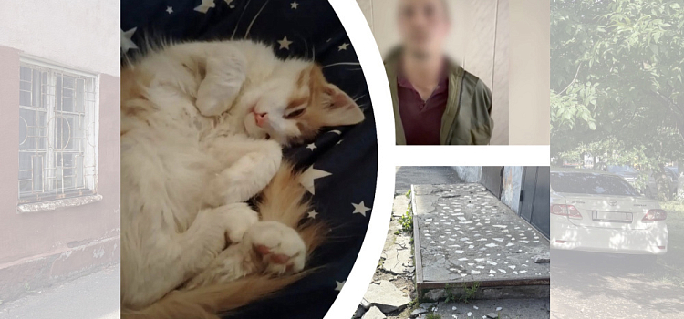 «Он перебил всех кошек в доме»: в Ярославле живодёр держит в страхе весь подъезд