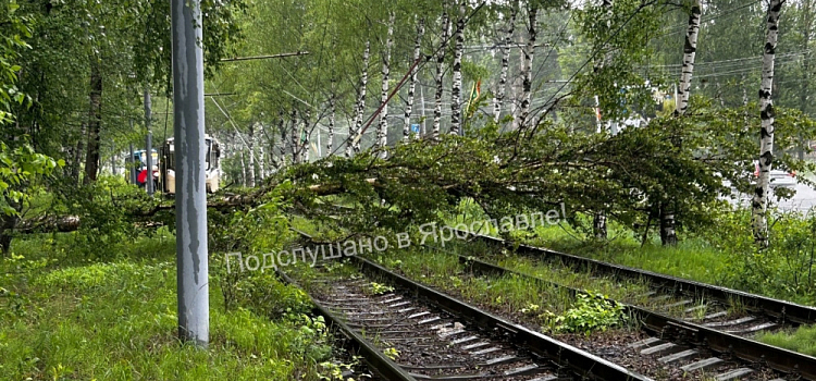 В Ярославле упавшие из-за сильного ветра деревья парализовали движение электротранспорта