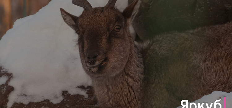 Ледяные забавы в Ярославском зоопарке: морозный фоторепортаж_310293