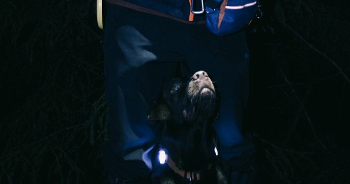 В Ярославской области собака спасла погибавшую в лесу женщину