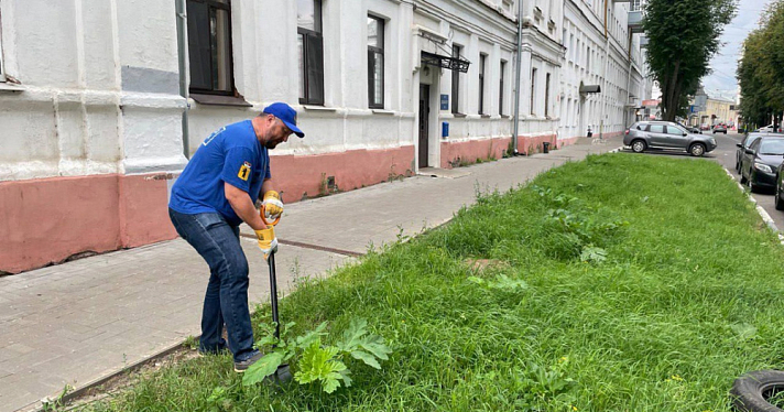 Растёт даже в центре города: детский омбудсмен вышел на борьбу с борщевиком в Ярославле