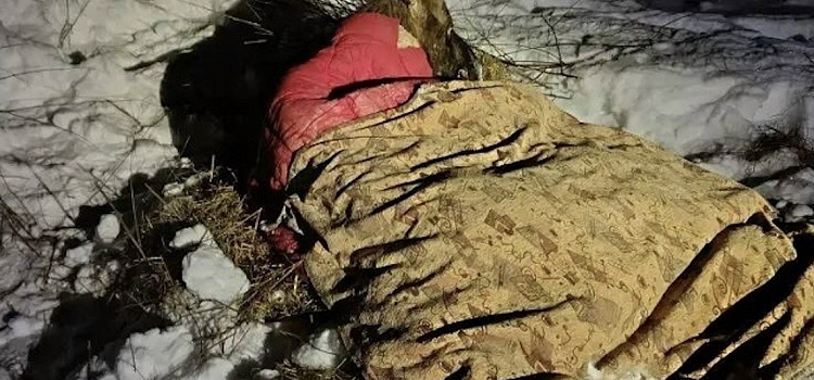 Незримый щит: ярославцы встали на защиту обессилевшего лося_310385