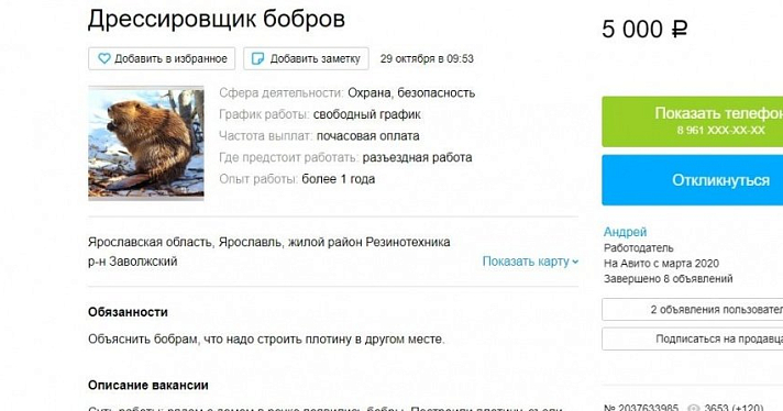 Требуется дрессировщик бобров: в Ярославе появилась необычная вакансия