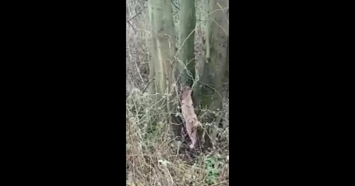 Видео дня. Ярославцы заметили молодую рысь