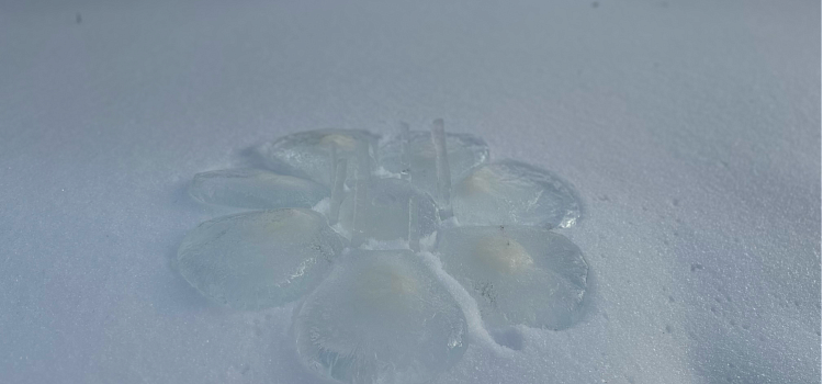 «Мы создаём то, чего там нет, из того, что там есть». Большой разговор о ленд-арте с сотрудницей ЯХМ_310495