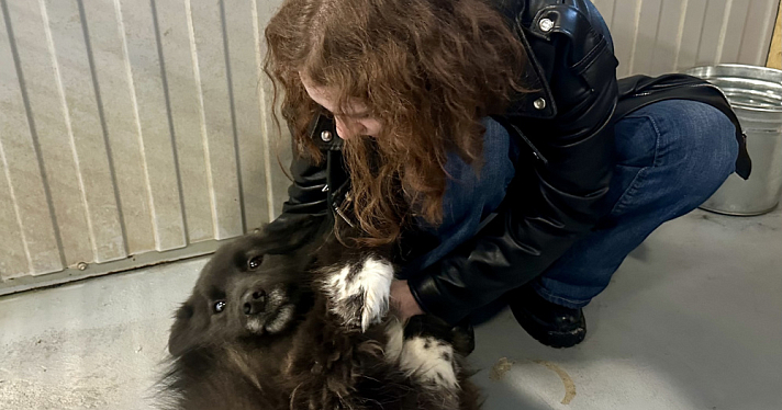 Дом там, где «Верность»: как ярославские волонтёры ищут семью для бездомных собак
