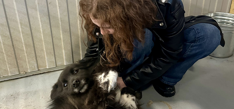 Дом там, где «Верность»: как ярославские волонтёры ищут семью для бездомных собак