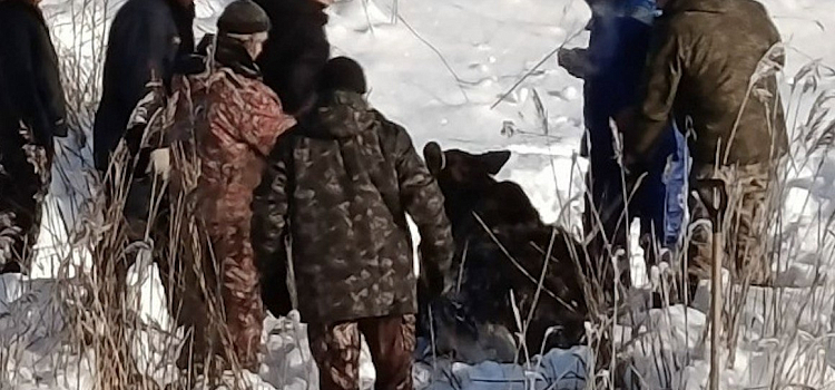 Незримый щит: ярославцы встали на защиту обессилевшего лося_310388