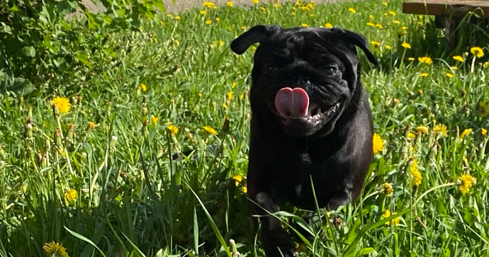 Площадки для выгула собак в Ярославле: утверждён список