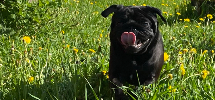 Площадки для выгула собак в Ярославле: утверждён список