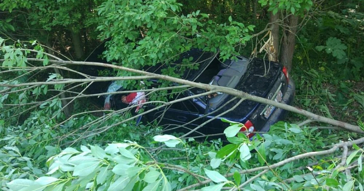 В ГИБДД назвали число погибших и пострадавших в ДТП с лосями ярославцев 
