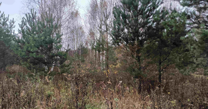 Собственника земли в Ярославской области оштрафовали за запущенный участок