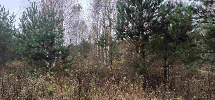 Собственника земли в Ярославской области оштрафовали за запущенный участок