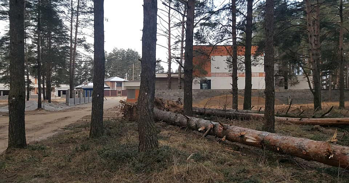 В Ярославле разметили для вырубки сосны в Красном бору — Татьяна Шамина