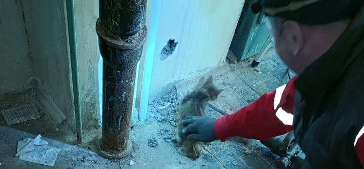 Жалобное «мяу» из стены: в Ярославле спасли котёнка