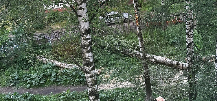 В Дзержинском районе Ярославля пострадали пять собак, наткнувшись во дворе на оголённый провод_297897
