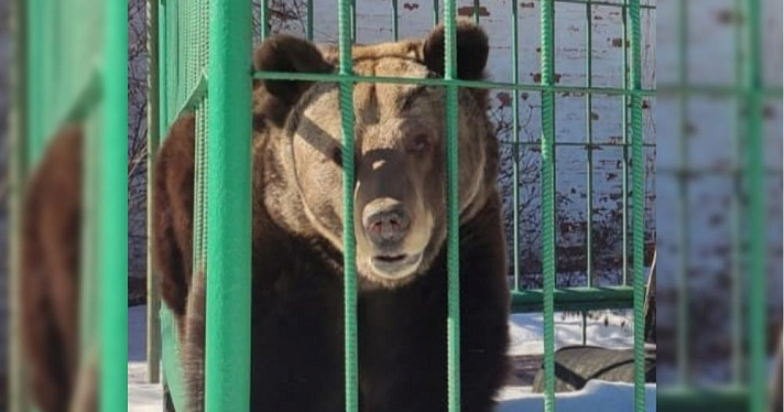 Пришла весна! В Ярославле проснулась медведица Маша