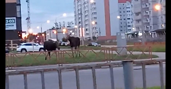 В Ярославле лоси снова вышли к людям
