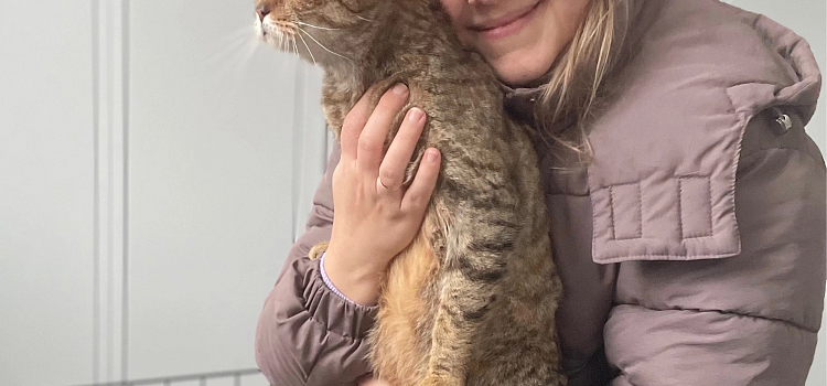 В Ярославской области массово стерилизовали кошек_306143