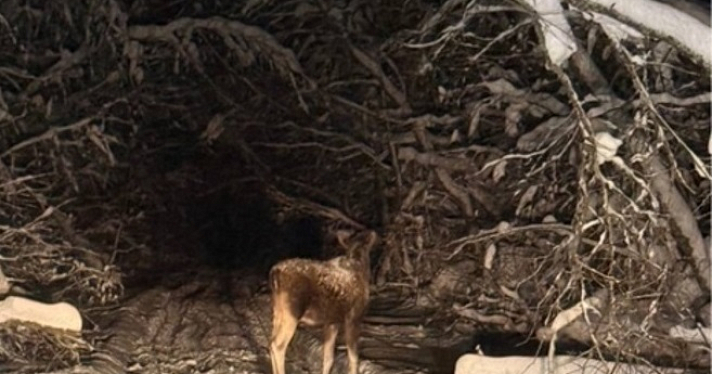 Дороги нет, но есть дикие животные: жителей переславской глубинки снегопад отрезал от «большой земли»