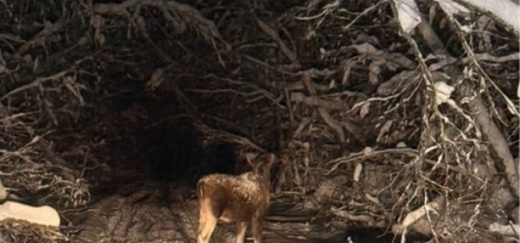 Дороги нет, но есть дикие животные: жителей переславской глубинки снегопад отрезал от «большой земли»