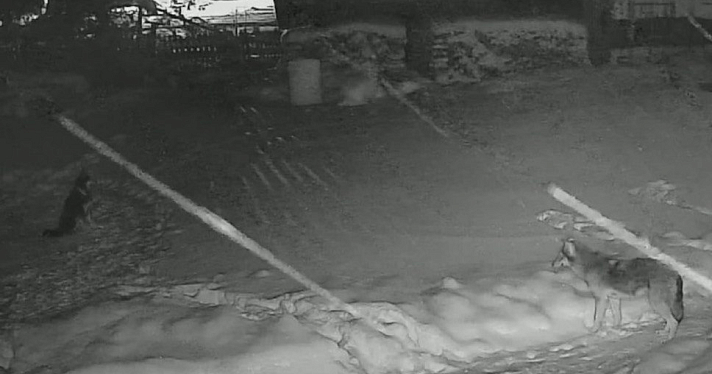 Волк загрыз сторожевую собаку на частном подворье в Ярославской области