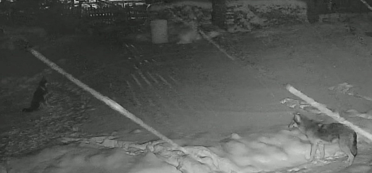 Волк загрыз сторожевую собаку на частном подворье в Ярославской области