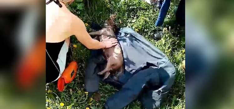В Брагино пожарные спасли собаку. Видео