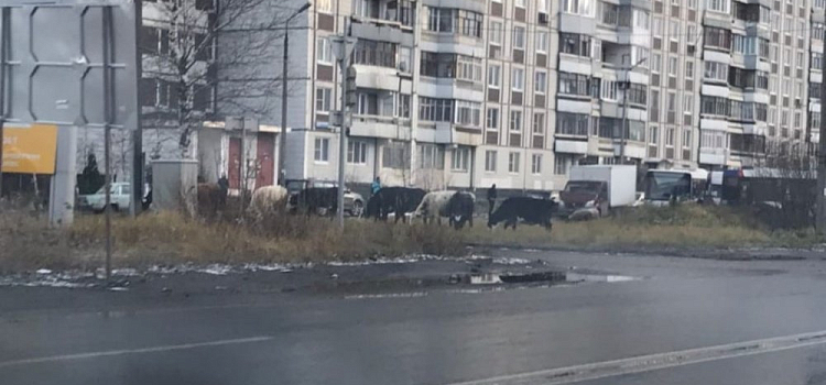 Фото дня. В Брагино прогулялось стадо коров