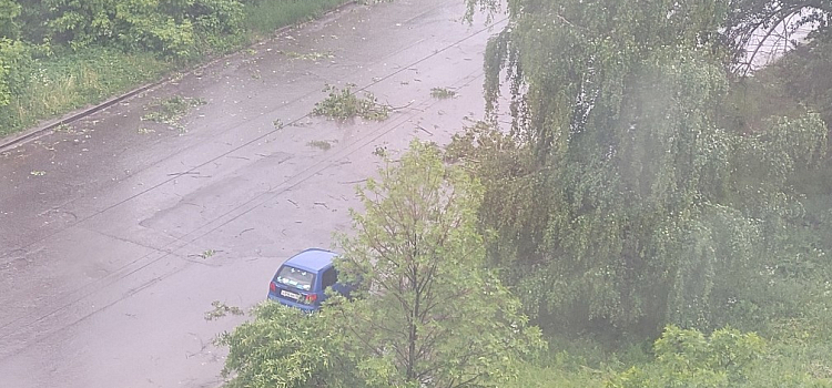 В Ярославле упавшие из-за сильного ветра деревья парализовали движение электротранспорта_242583