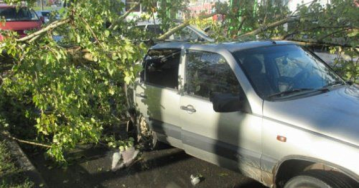 В Ярославле дерево упало на автомобиль «Нива-Шевроле» 