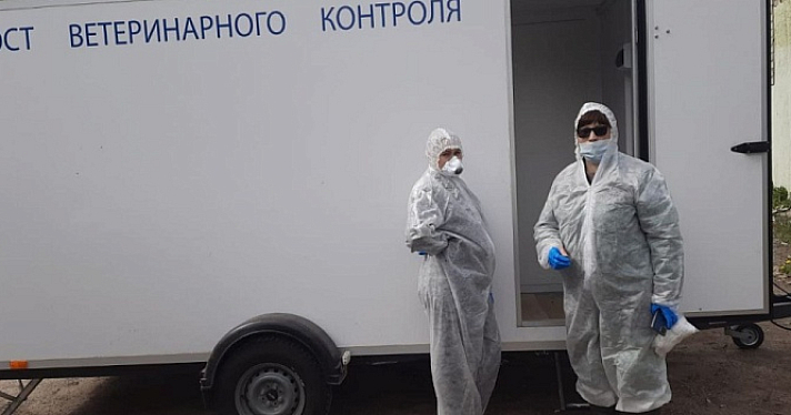 В населённых пунктах Ростовского округа ввели карантин по бешенству