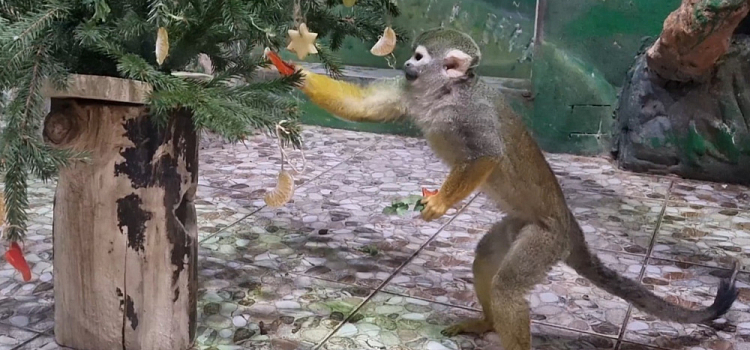 Ярославский зоопарк планирует выкупить здание «Экзотариума»