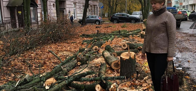 Прокуратора вмешалась в скандал с вырубленными кленами в центре Ярославля