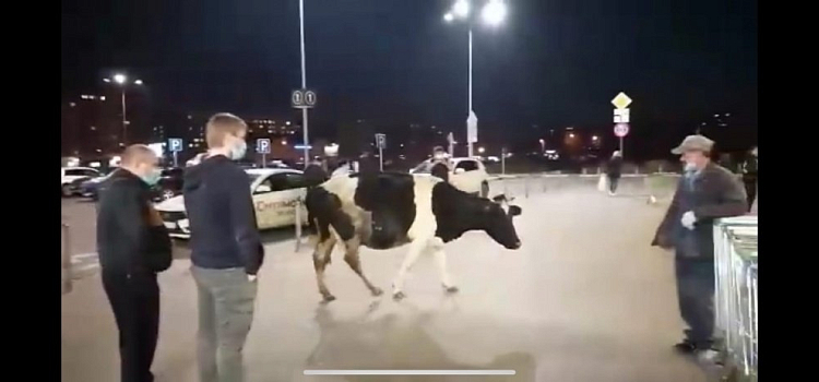 Видео дня. В ярославский гипермаркет пришла корова